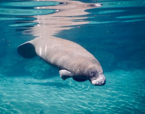 A manatee swimming gracefully underwater in clear blue water, with sunlight reflecting on the surface.