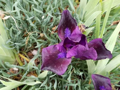 A vibrant purple flower with dark petals and blue stamens, surrounded by green foliage.