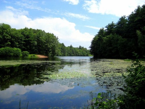 A serene lake surrounded by lush greenery and trees under a blue sky with fluffy clouds.