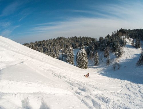 A snowy landscape with a person sledding down a hill, surrounded by tall evergreen trees under a clear blue sky.
