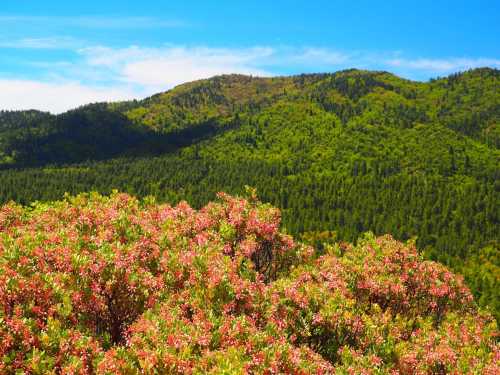 Vibrant pink flowers in the foreground with lush green mountains and a clear blue sky in the background.