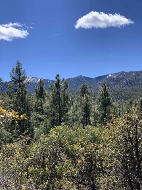 A scenic view of green pine trees and mountains under a clear blue sky with a few fluffy clouds.