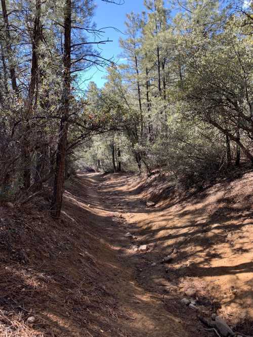 A narrow dirt path winds through a forest of tall trees under a clear blue sky.