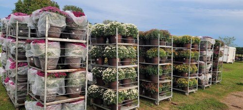 Rows of potted flowers in various colors, stacked on metal carts, ready for sale in an outdoor setting.