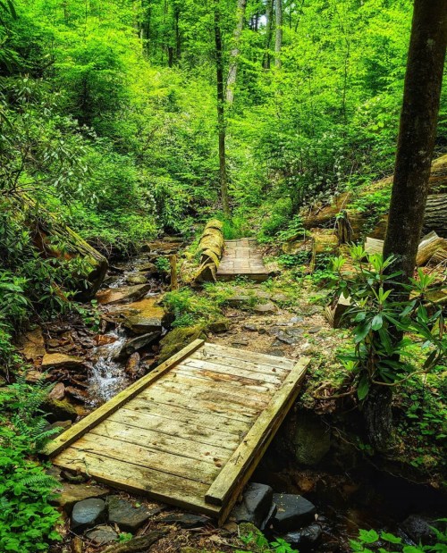 A wooden bridge crosses a small stream in a lush, green forest filled with trees and foliage.
