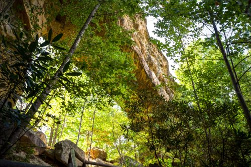 A lush forest scene with sunlight filtering through green leaves and a rocky overhang above.