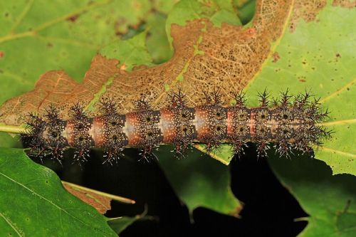 A spiny caterpillar resting on a green leaf, showcasing its distinctive patterns and textures.