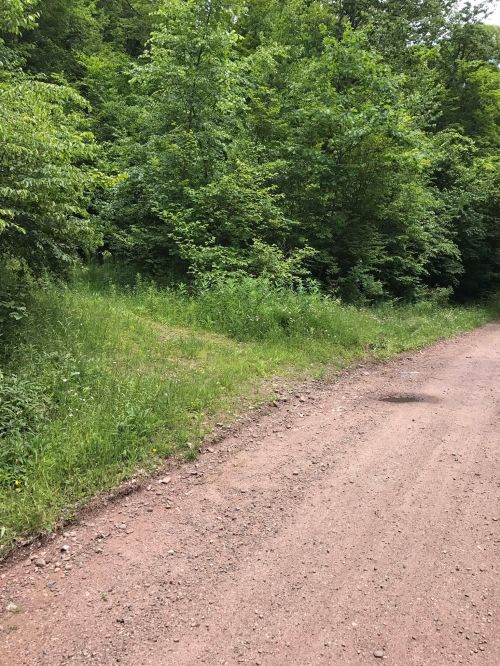 A dirt path beside a lush green area with dense trees and shrubs on either side.