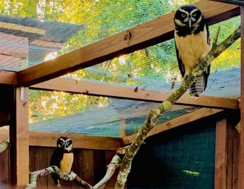 Two owls perched on a branch inside an enclosure, surrounded by wooden structures and greenery.