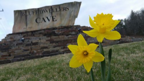 Two bright yellow daffodils in the foreground with a stone sign reading "Bluffdwellers Cave" in the background.