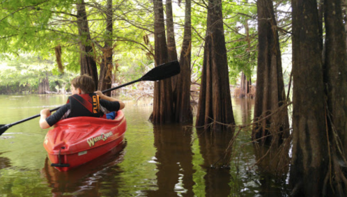 A person paddles a red kayak through calm waters surrounded by lush green trees and cypress knees.