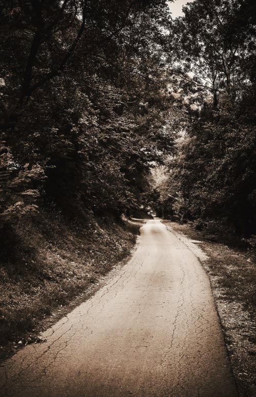A winding, tree-lined road stretches into the distance, surrounded by lush greenery and a serene atmosphere.