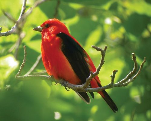 A vibrant red bird with black wings perched on a branch, surrounded by green foliage.