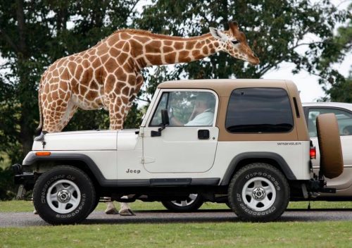 A giraffe leans over a parked Jeep, reaching for something, with trees in the background.