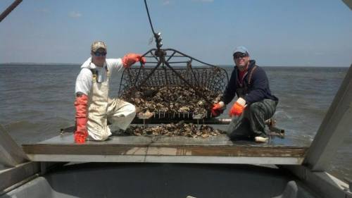 Two fishermen on a boat, posing with a large catch of oysters in a net against a backdrop of water and sky.
