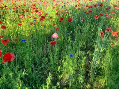 A vibrant field of red poppies and blue flowers swaying in the green grass under bright sunlight.