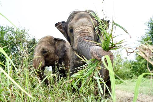 Two elephants foraging for grass in a lush green environment.
