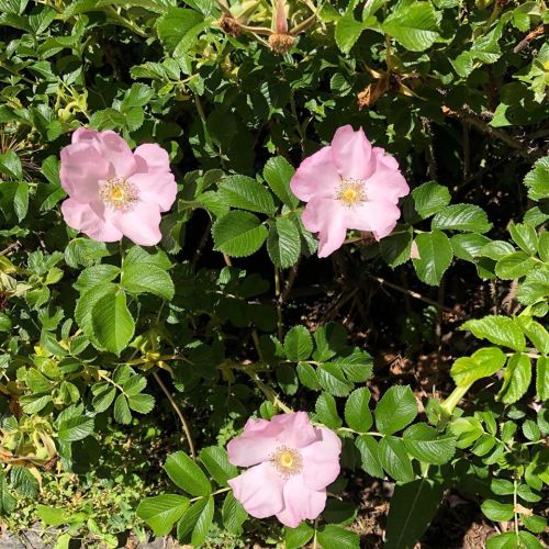 Three pink flowers bloom among lush green leaves in a sunny garden setting.