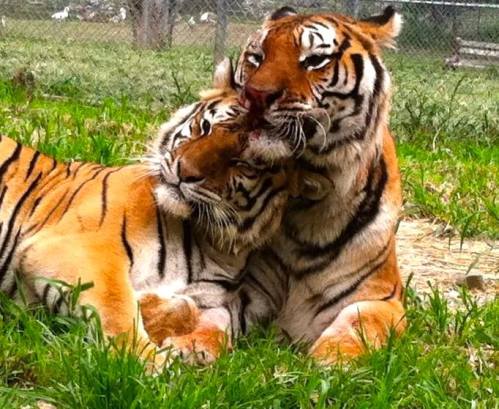 Two tigers cuddle affectionately in a grassy area, showcasing their striking orange and black stripes.