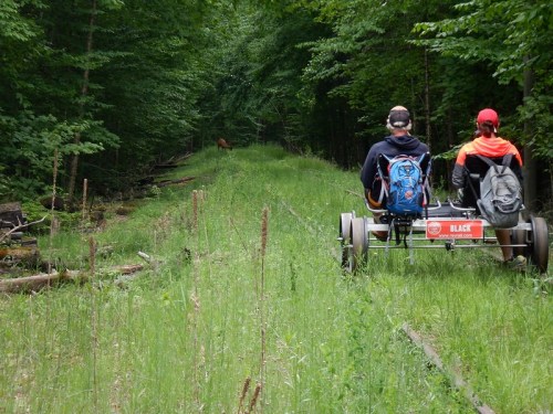 Two people on a cart ride through a lush green forest, with a deer visible in the distance.