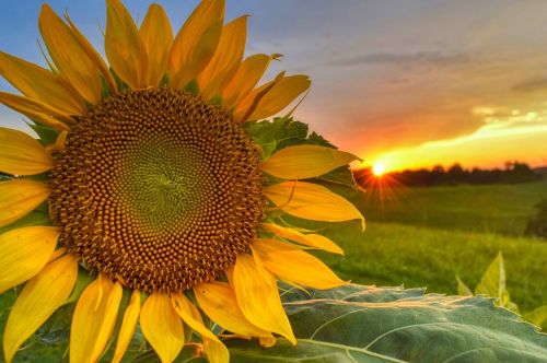 A vibrant sunflower in the foreground with a sunset and green fields in the background.