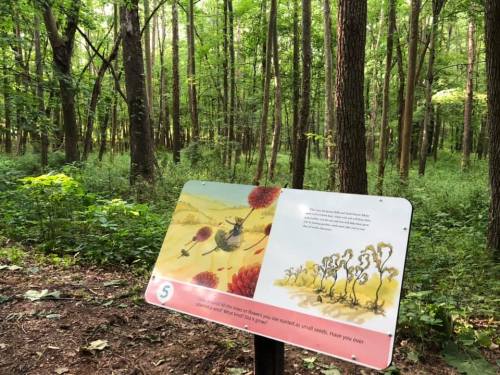 A sign in a forest with illustrations and text about seeds, surrounded by tall trees and greenery.