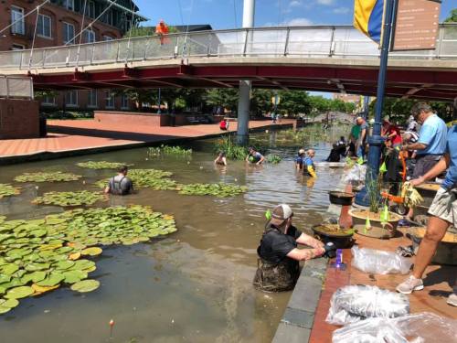 Volunteers planting aquatic plants in a canal, surrounded by lily pads, under a sunny sky with a bridge in the background.