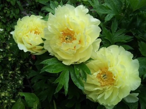 Three large, soft yellow peonies surrounded by green leaves, glistening with droplets of water.