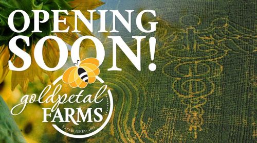 Text announcing "Opening Soon!" for Goldpetal Farms, featuring a bee logo and a background of sunflowers and fields.