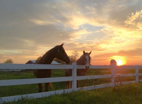 Two horses stand by a white fence at sunset, with a colorful sky and a farm in the background.