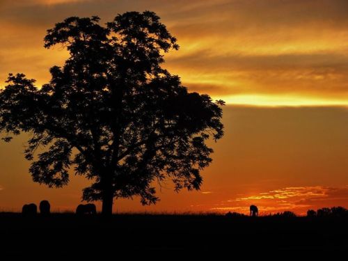 Silhouetted tree and horses against a vibrant sunset sky with orange and yellow hues.