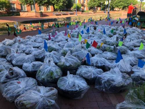 A large collection of potted plants in bags, marked with colorful flags, arranged on a brick surface outdoors.