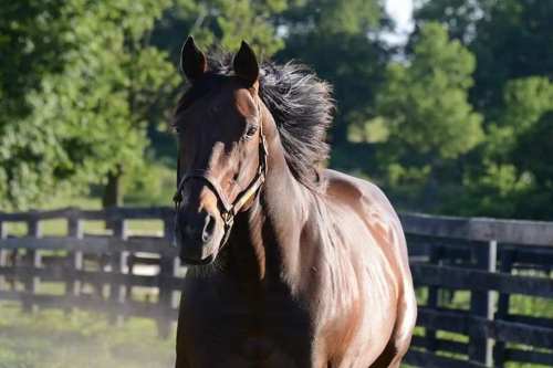 A brown horse gallops through a green pasture, with a blurred wooden fence and trees in the background.