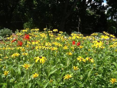A vibrant garden filled with yellow and red flowers under a sunny sky, surrounded by lush green foliage.