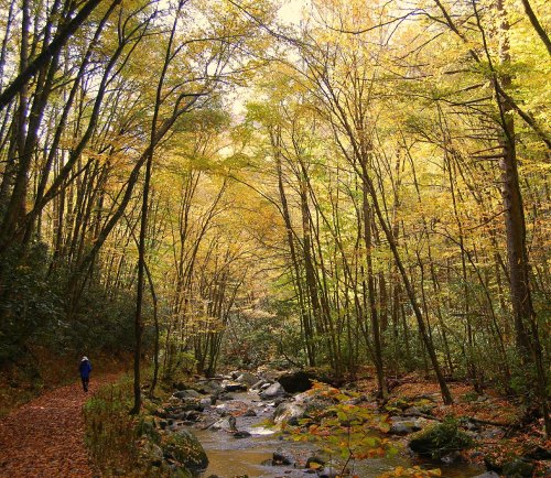 A serene forest path lined with tall trees displaying vibrant autumn foliage, alongside a gentle stream.