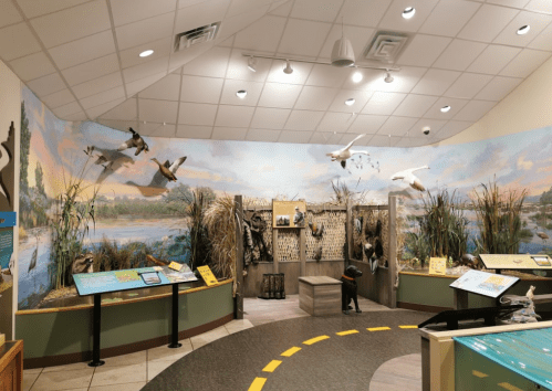 A nature exhibit featuring murals of birds and wetlands, with informational displays and a realistic environment.