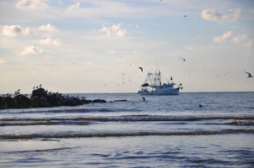 A fishing boat floats on calm waters, surrounded by seagulls and rocky shore under a cloudy sky.
