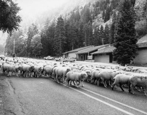 A flock of sheep crossing a road near a building, with trees and mountains in the background.
