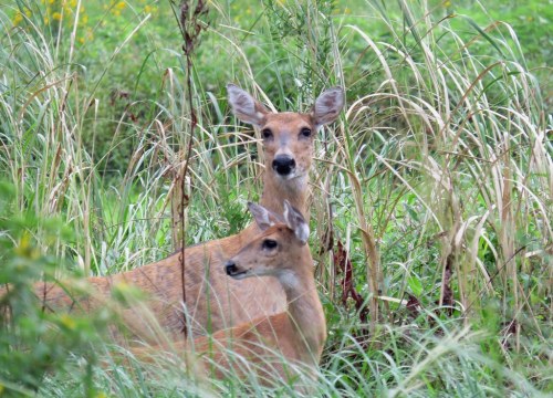 Two deer standing among tall grass in a lush green field.