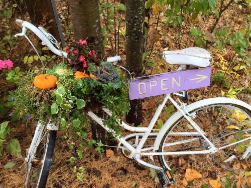 A white bicycle with a flower-filled basket and a sign reading "OPEN" is leaning against a tree in a garden setting.