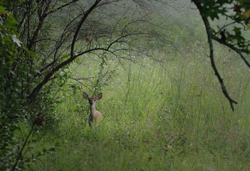 A deer stands in a misty field, partially hidden by tall grass and trees.