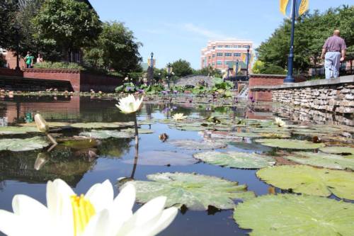 A serene pond with lily pads and flowers, surrounded by greenery and buildings in the background on a sunny day.
