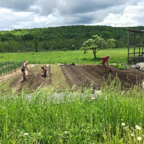 Three people working in a lush green field, planting and tending to rows of crops under a clear blue sky.