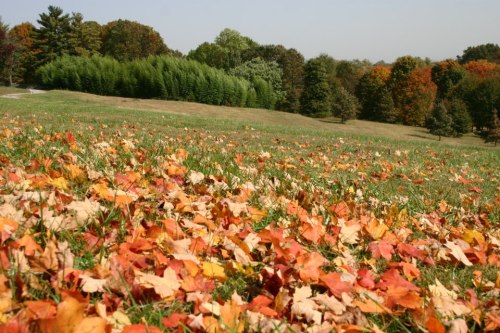 A grassy field covered with colorful autumn leaves, surrounded by trees in vibrant fall colors.