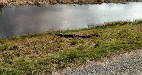 A large alligator rests on the grassy bank beside a calm waterway.