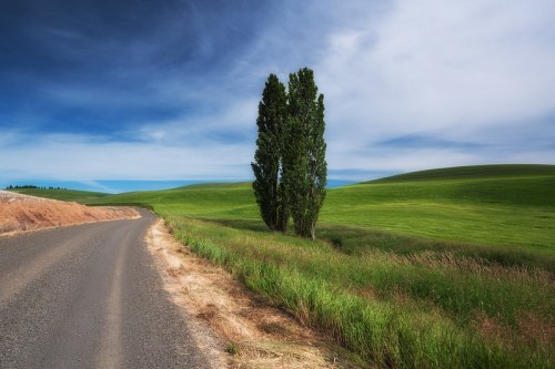A winding road beside lush green fields and two tall trees under a blue sky with scattered clouds.