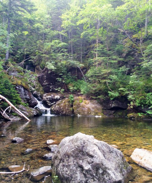 A serene forest scene featuring a small waterfall cascading into a clear pool, surrounded by lush greenery and rocks.
