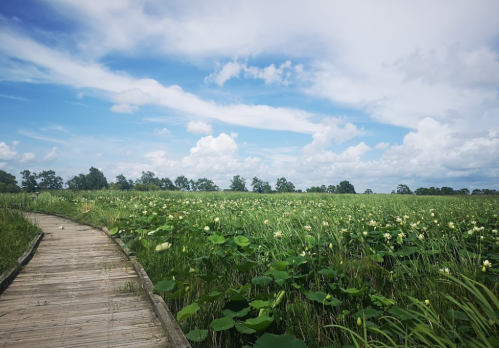 A wooden path winds through a lush green field of lotus plants under a blue sky with fluffy clouds.