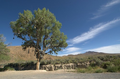 A solitary tree stands beside a rocky landscape under a clear blue sky with wispy clouds.
