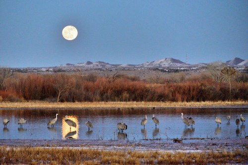 Cranes wade in a tranquil lake under a full moon, with mountains and trees in the background.